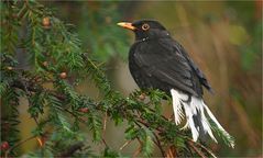 Leuzistische Amsel