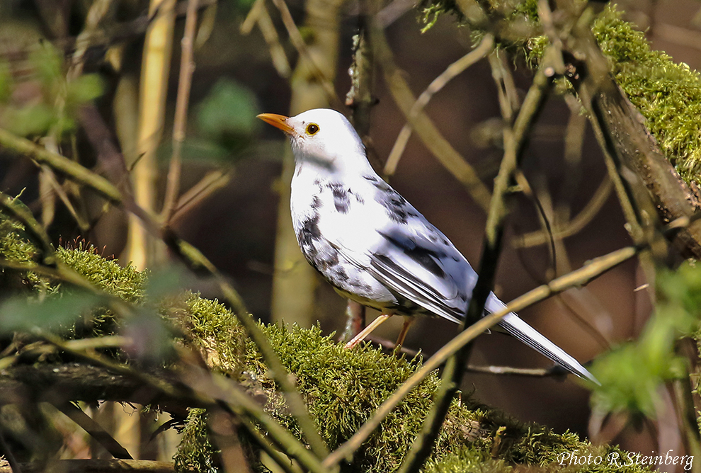 Leuzistische Amsel II.