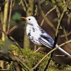 Leuzistische Amsel II.