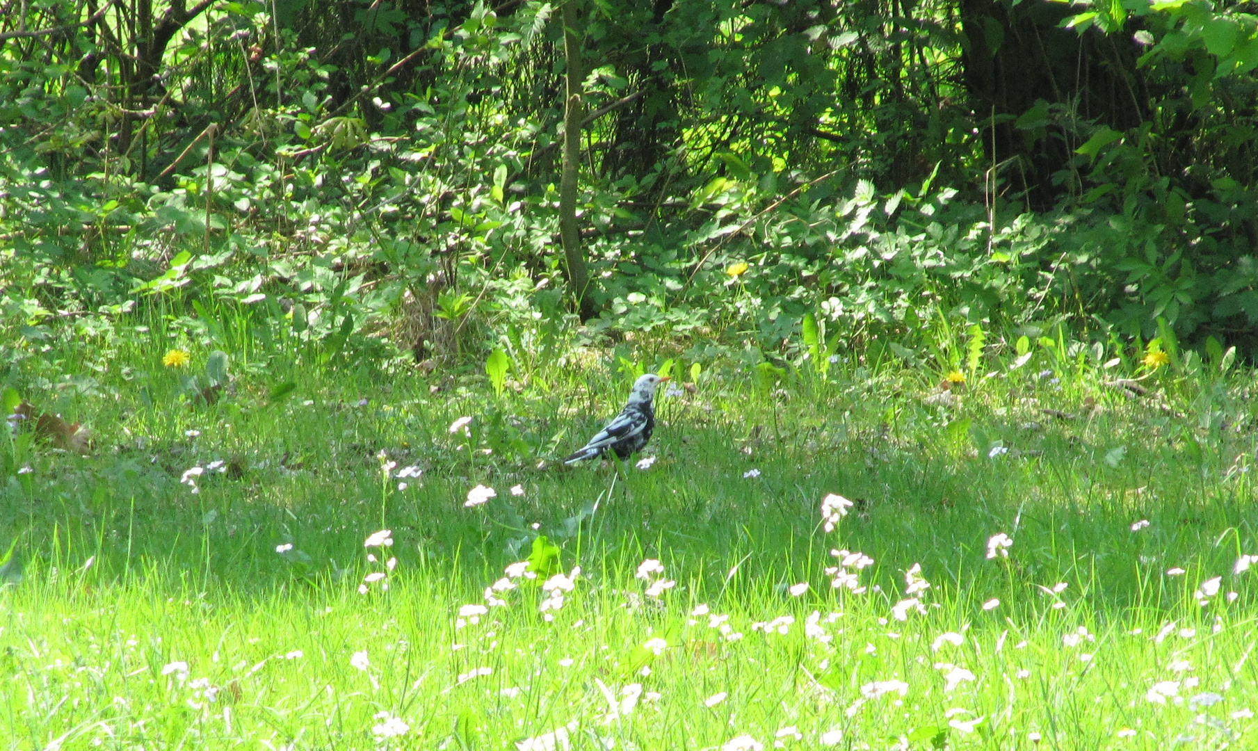 Leuzistische Amsel - Teilalbino