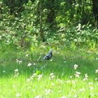 Leuzistische Amsel - Teilalbino