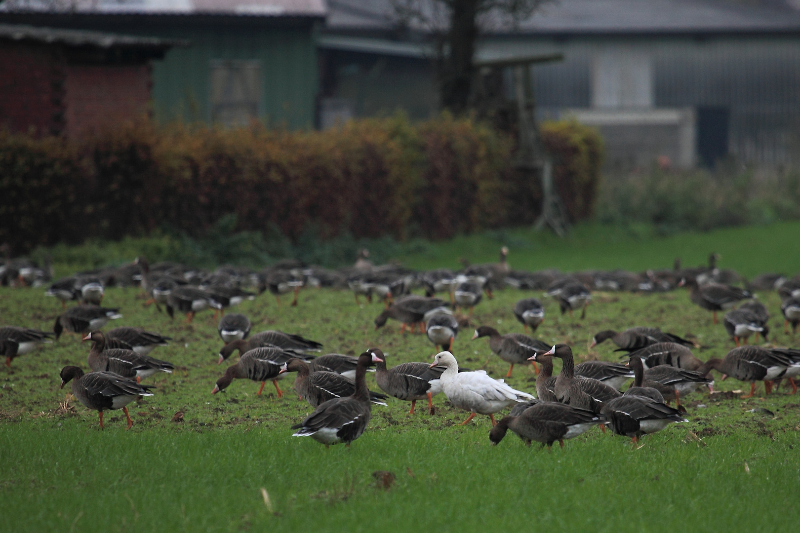 Leuzistische Blaessgans (DOKU)