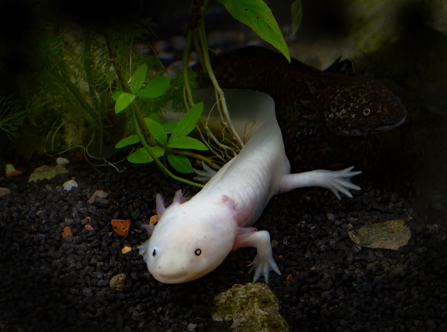 Leuzistischer Axolotl und dunkler Axolotl