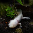 Leuzistischer Axolotl und dunkler Axolotl