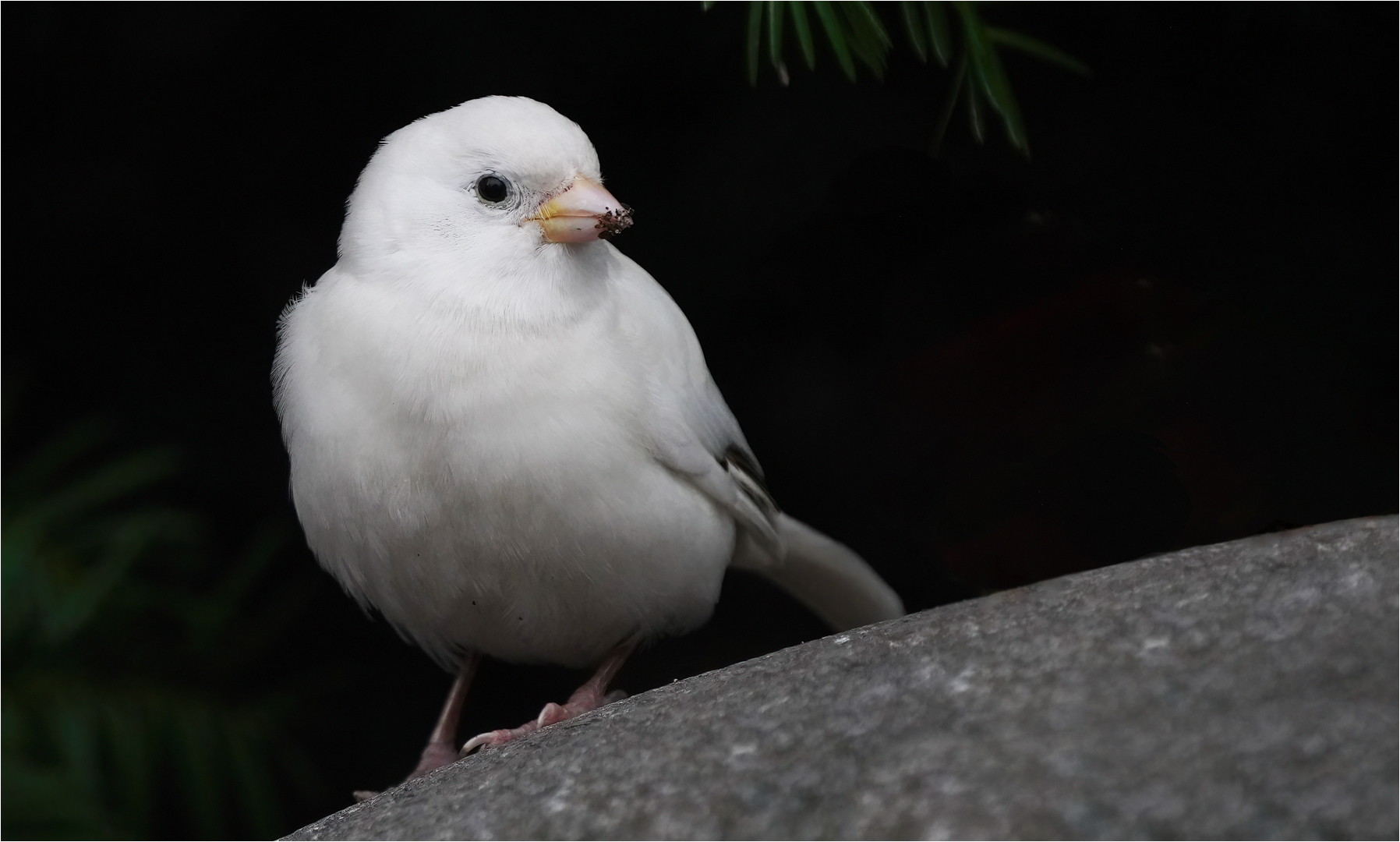 Leuzistischer Haussperling