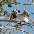 Leuzistischer Kormoran (Phalacrocorax carbo)