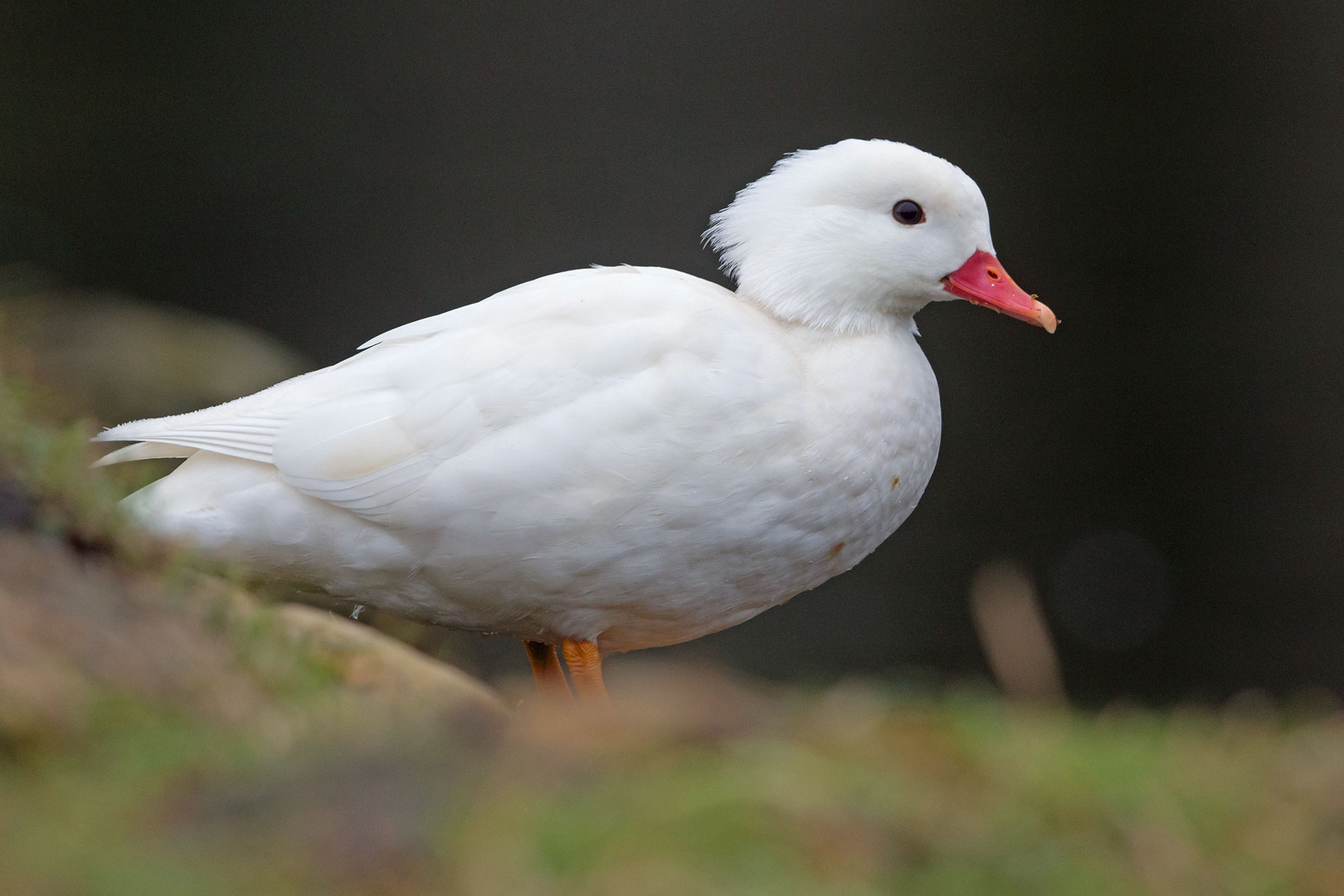 Leuzistisches Mandarinentenweibchen