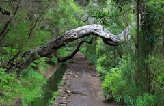 Levada 01 Madeira