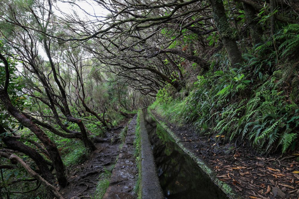 Levada 02 Madeira