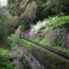 Levada 03 Madeira