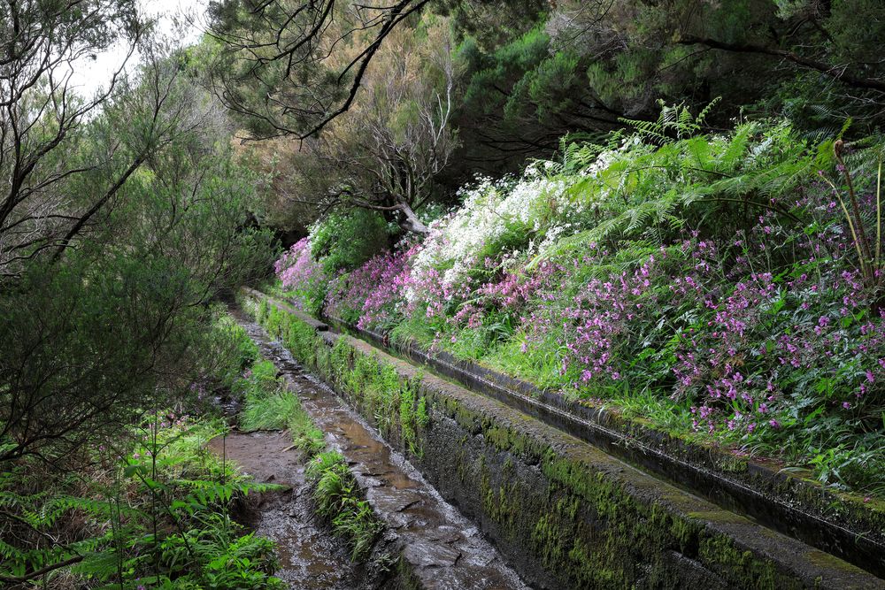 Levada 03 Madeira