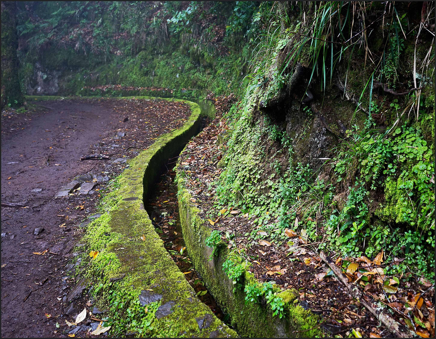 Levada bei Ribeiro Frio