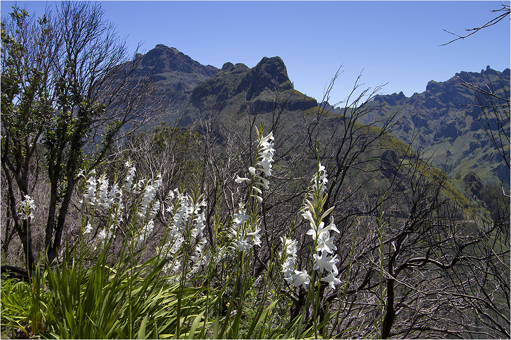 Levada da Norte, Bereich Encumeada Paß