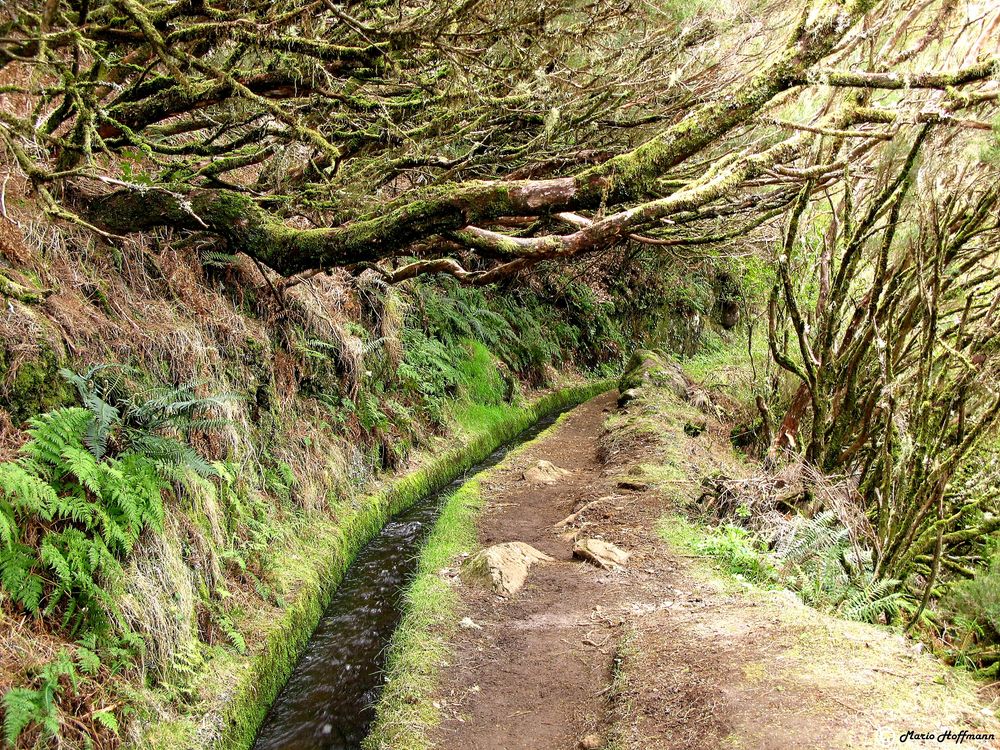 Levada da Ribeira Grande, Wanderweg auf Madeira