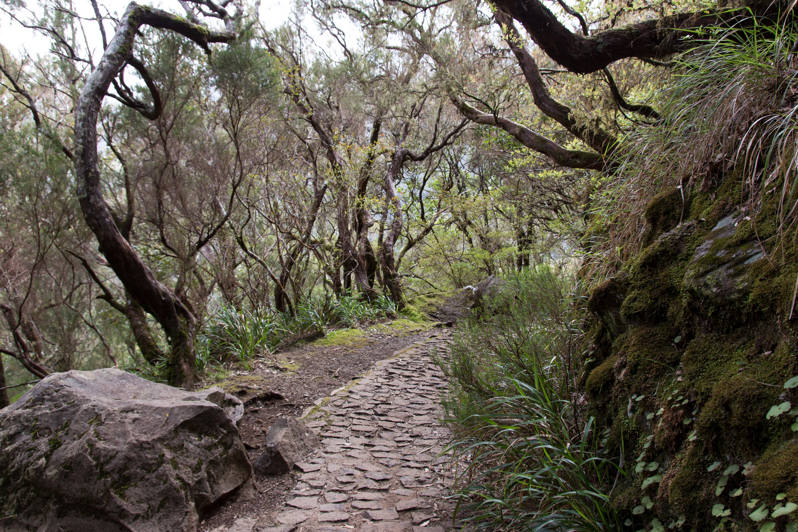 Levada das 25 Fontes (1)