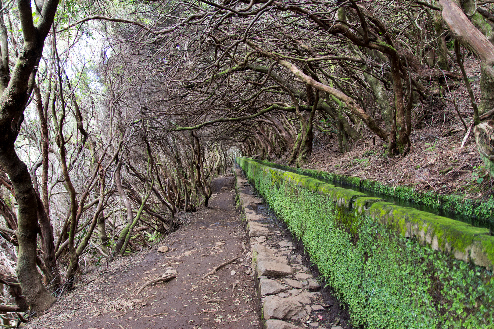 Levada das 25 Fontes (2)