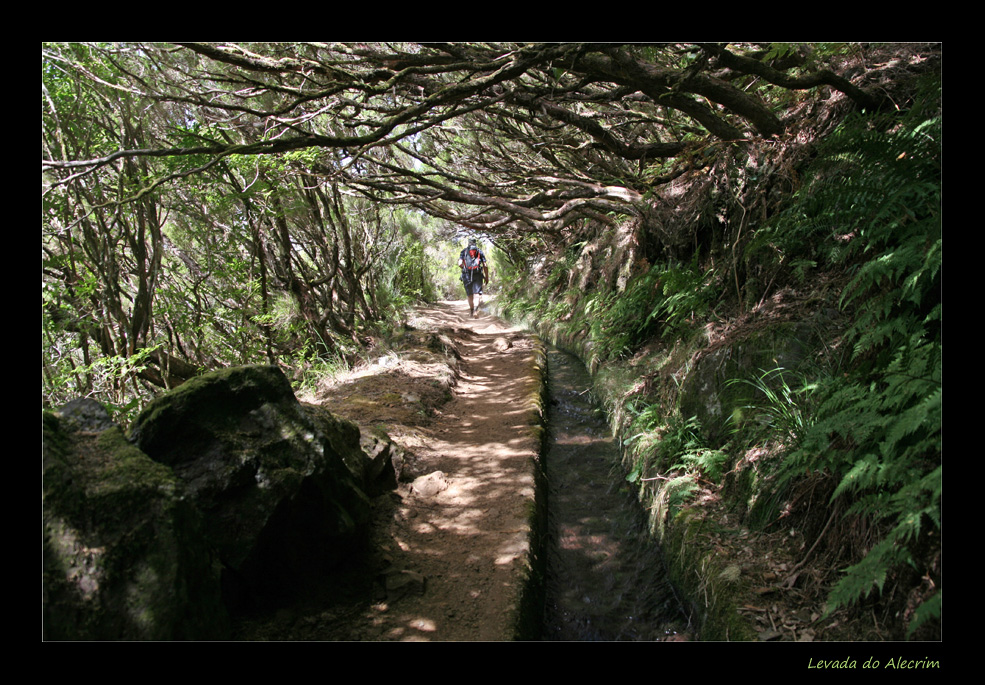 Levada do Alecrim