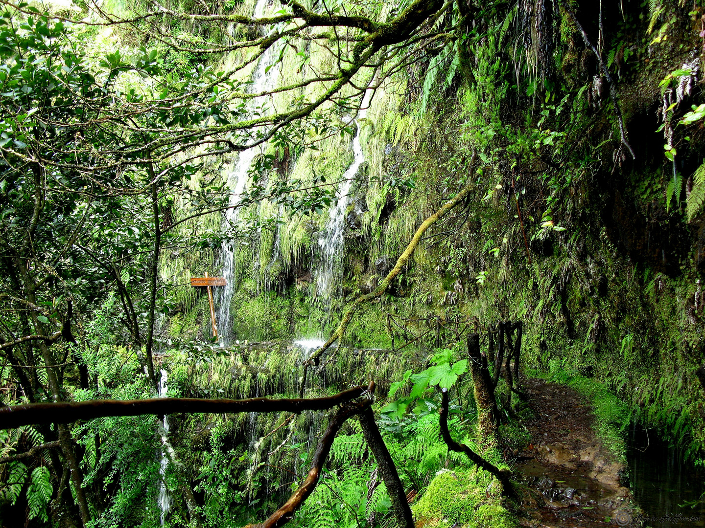 Levada do Caldeirao, Wanderweg auf Madeira