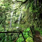 Levada do Caldeirao, Wanderweg auf Madeira