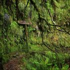 Levada do Caldeiro Verde