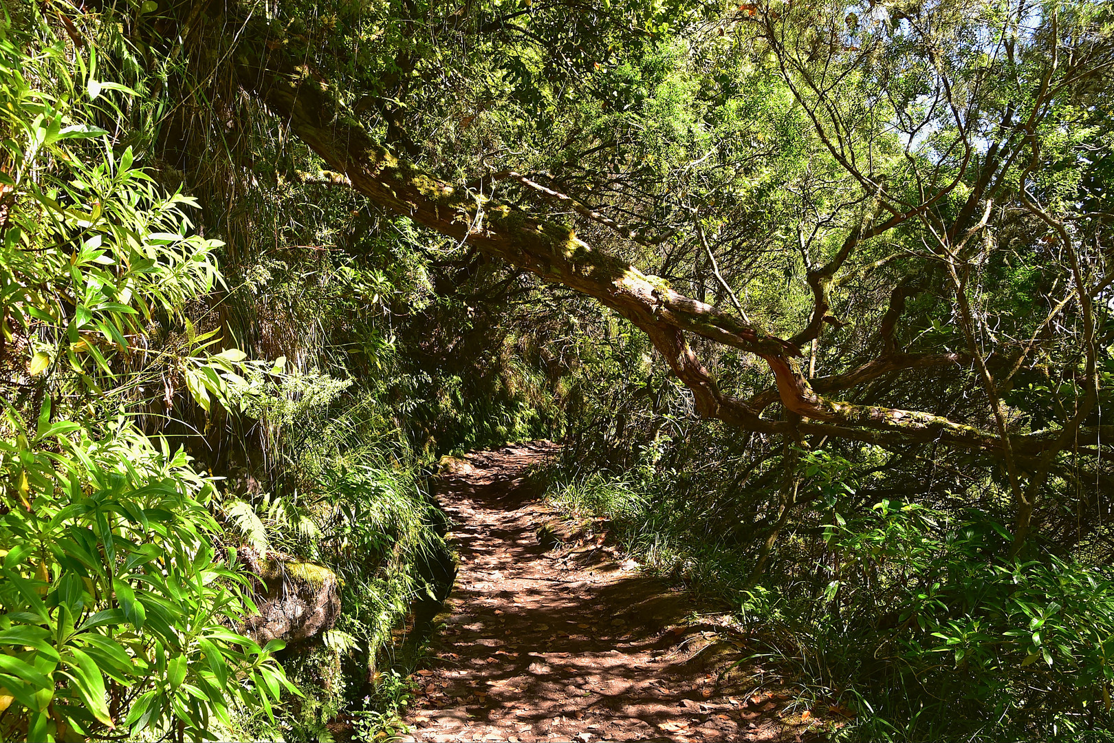 Levada do Caldeirão Verde / Madeira