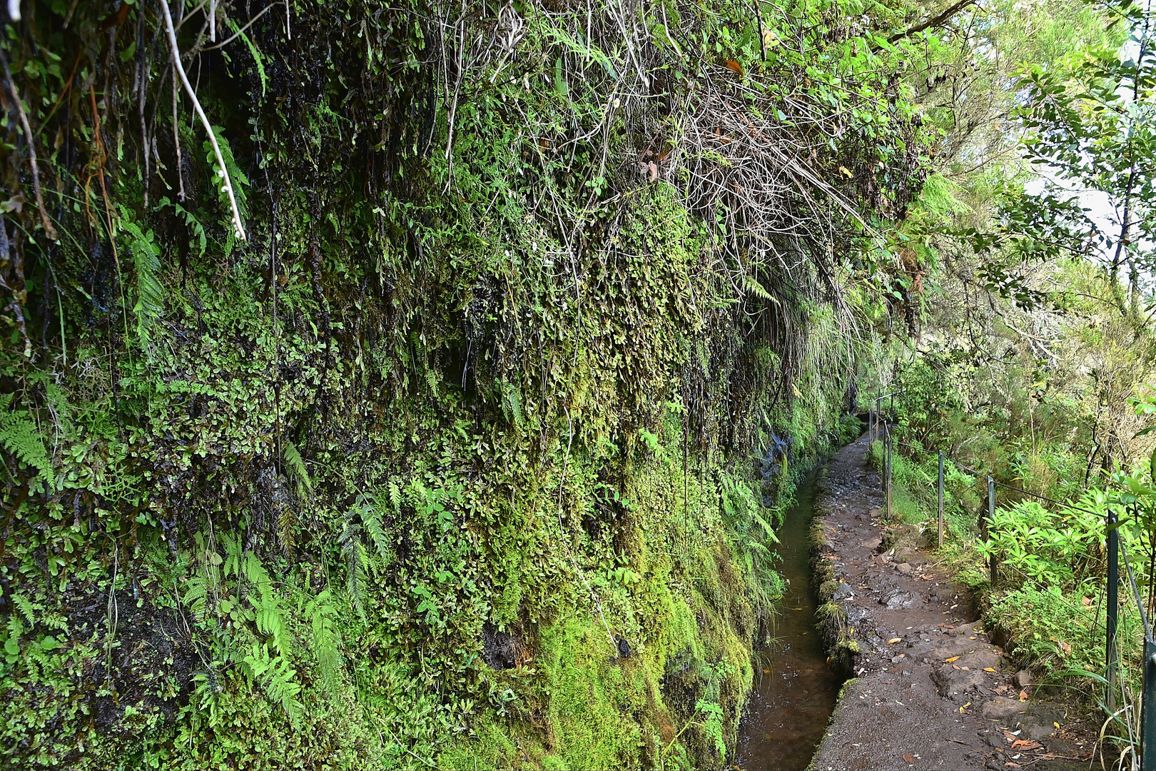  Levada do Caldeirão Verde / Madeira