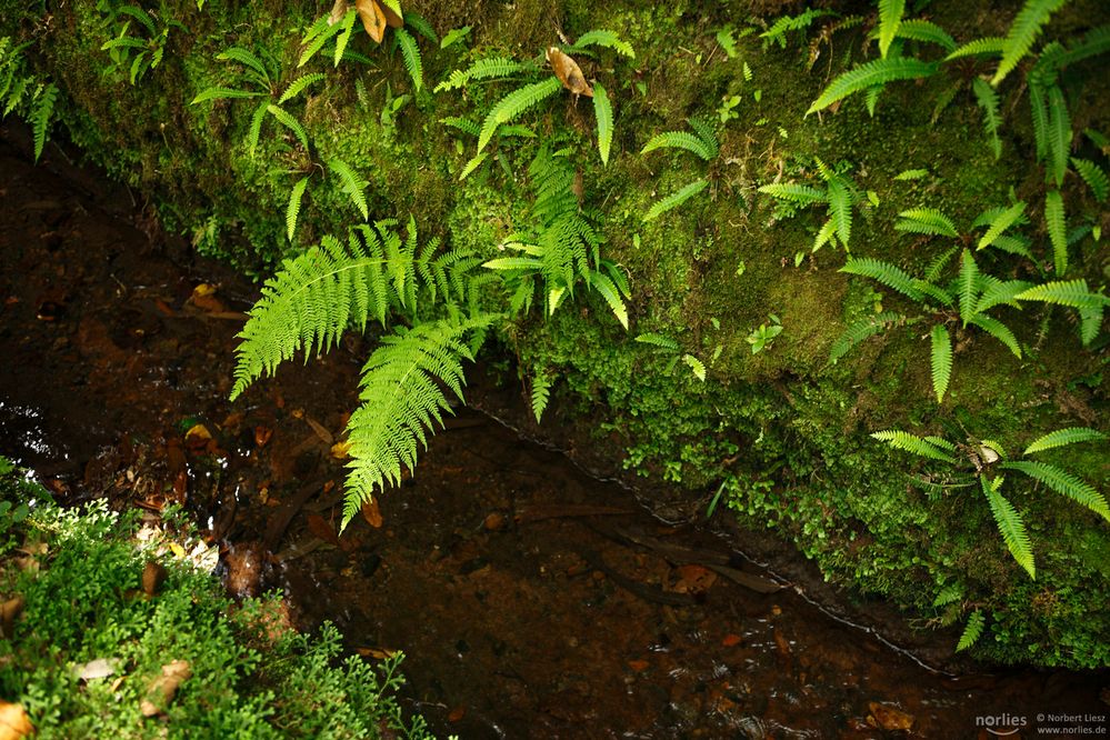 levada