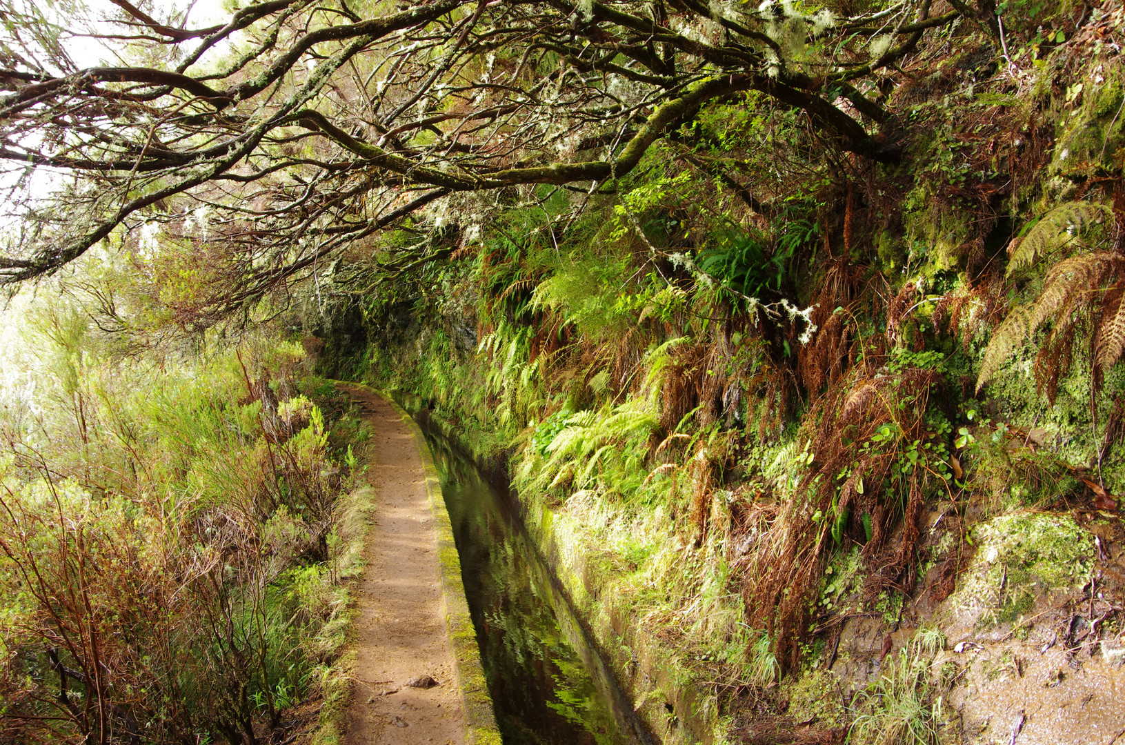 Levada im Madeira Urlaub