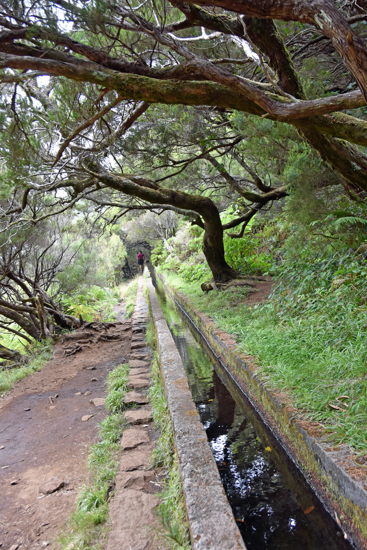 Levada im Tal von Rabacal im Nordwesten von Madeira