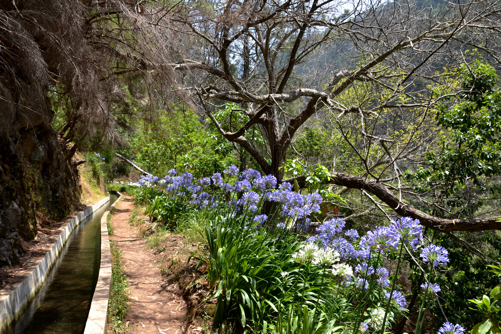 Levada Nova