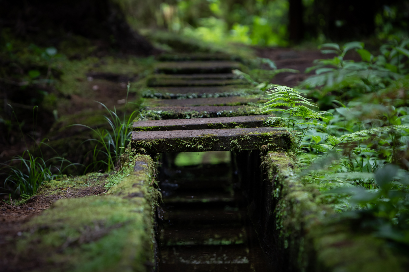 Levada-Trail - Insel Faila, Azoren