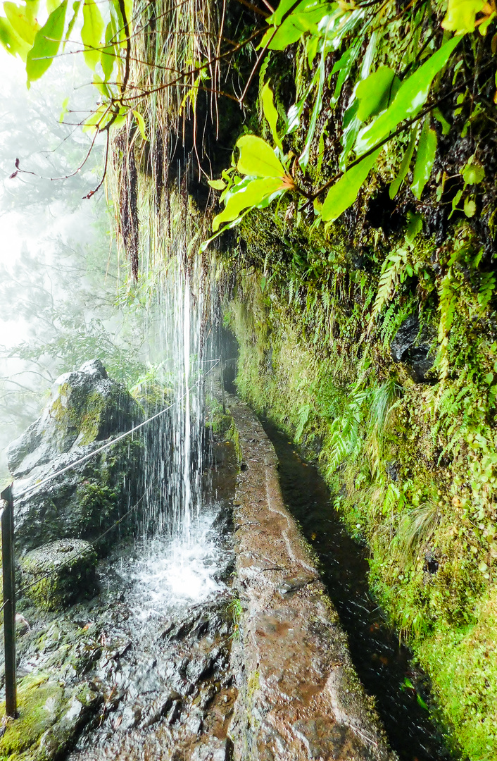 Levada verde