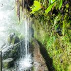 Levada verde