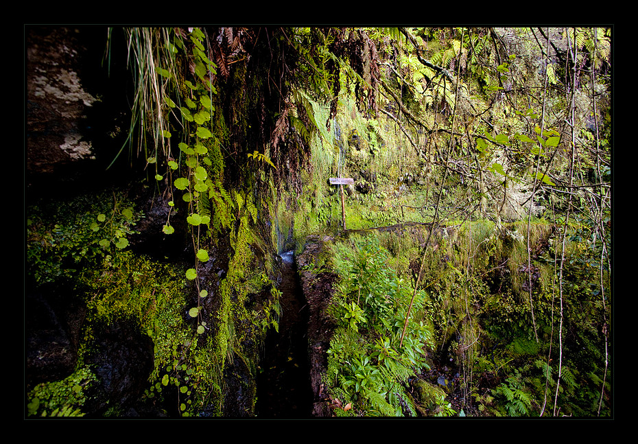 Levada zum Caldeirao Verde - Madeira