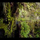 Levada zum Caldeirao Verde - Madeira