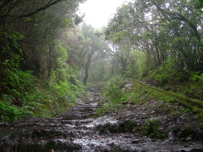 Levada.1