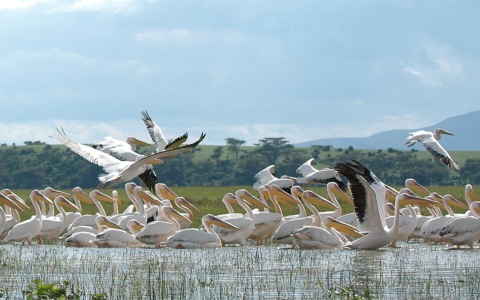 Levantando el vuelo