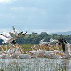 Levantando el vuelo