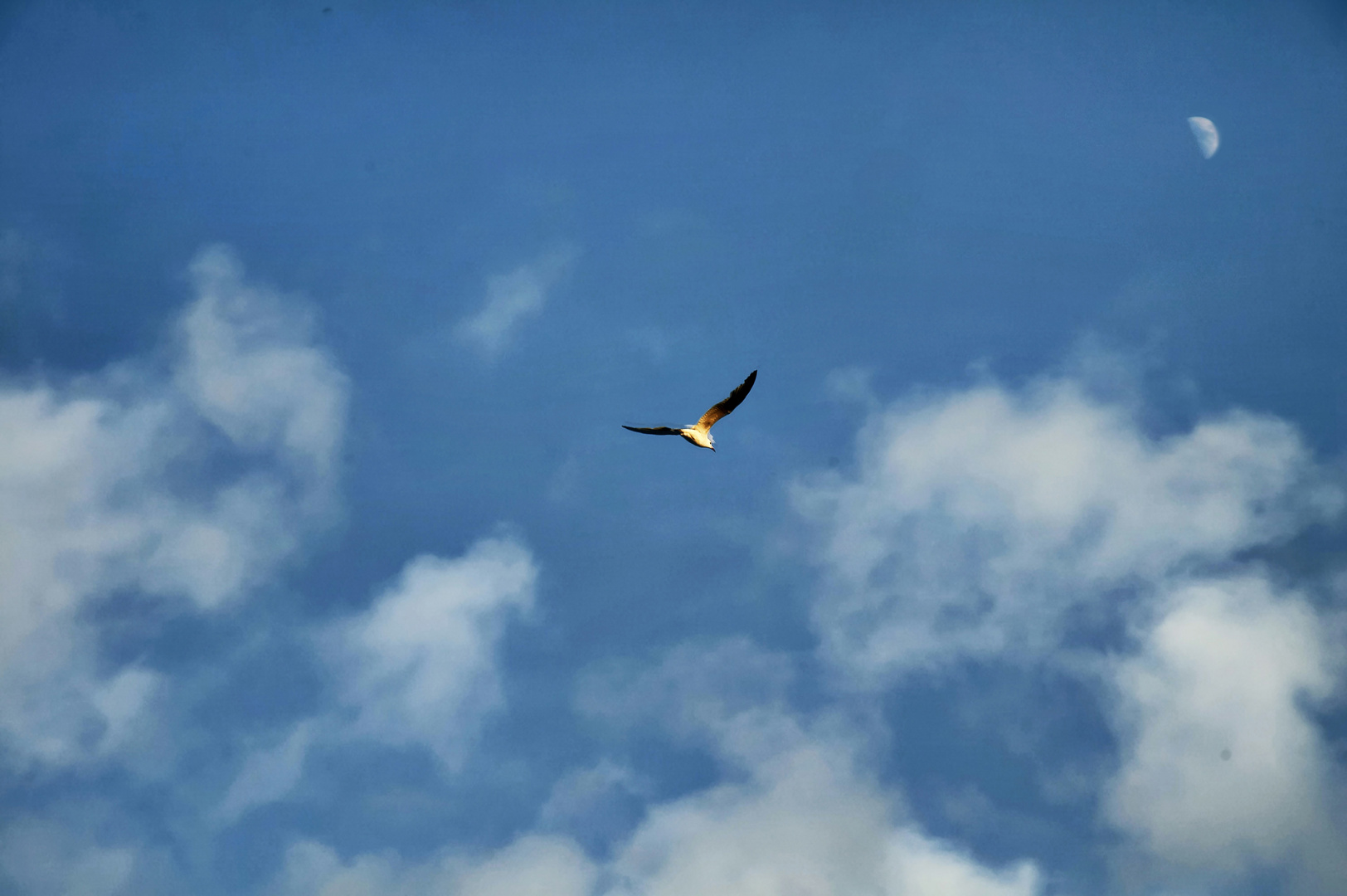 LEVANTAR EL VUELO....