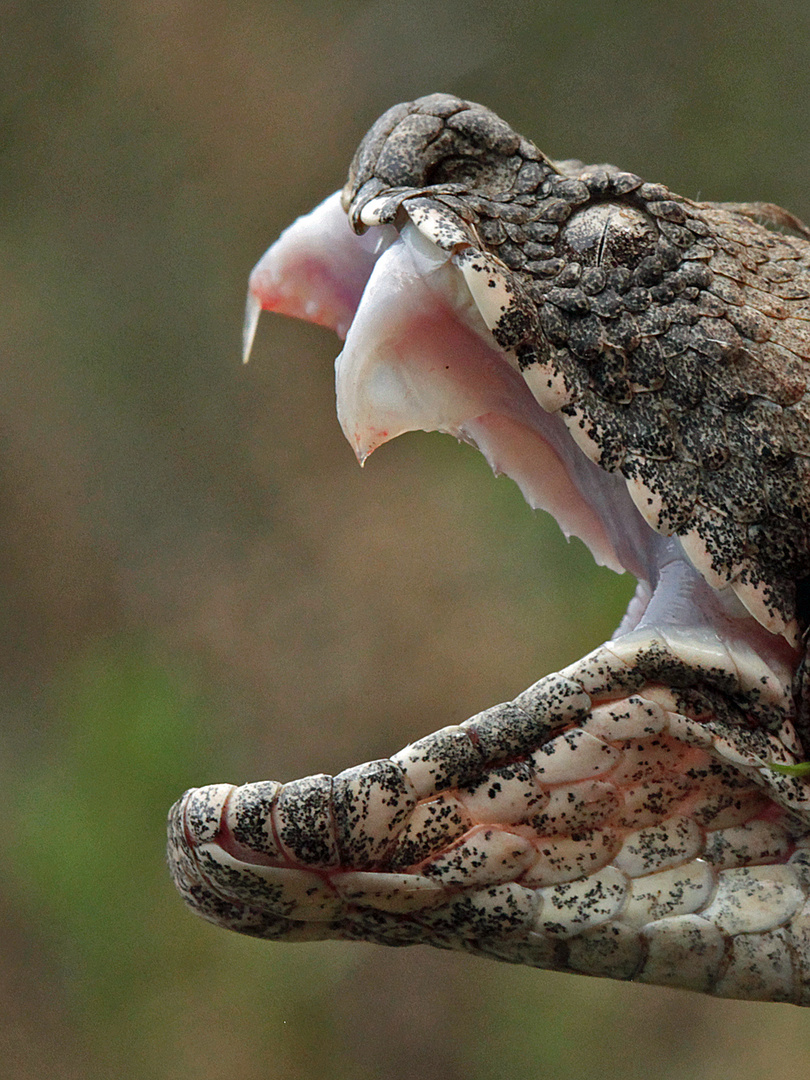 Levanteotter (Macrovipera lebetina)