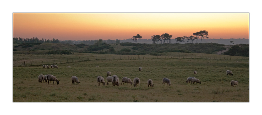 Levé de soleil sur les prés salés