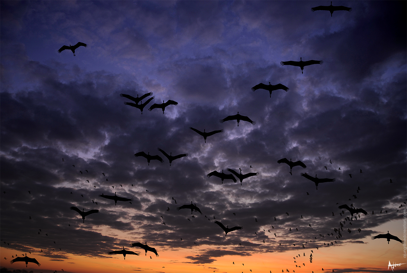 Levée de grues