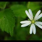 L'éveil de la nature