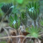 L'éveil des lupins