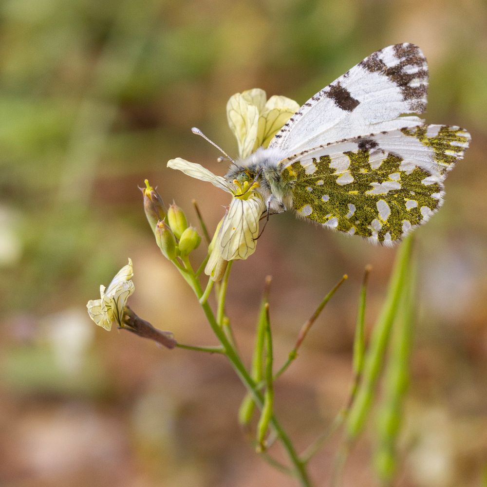 L’éveil des papillons