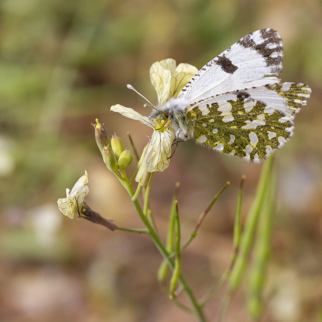 L’éveil des papillons