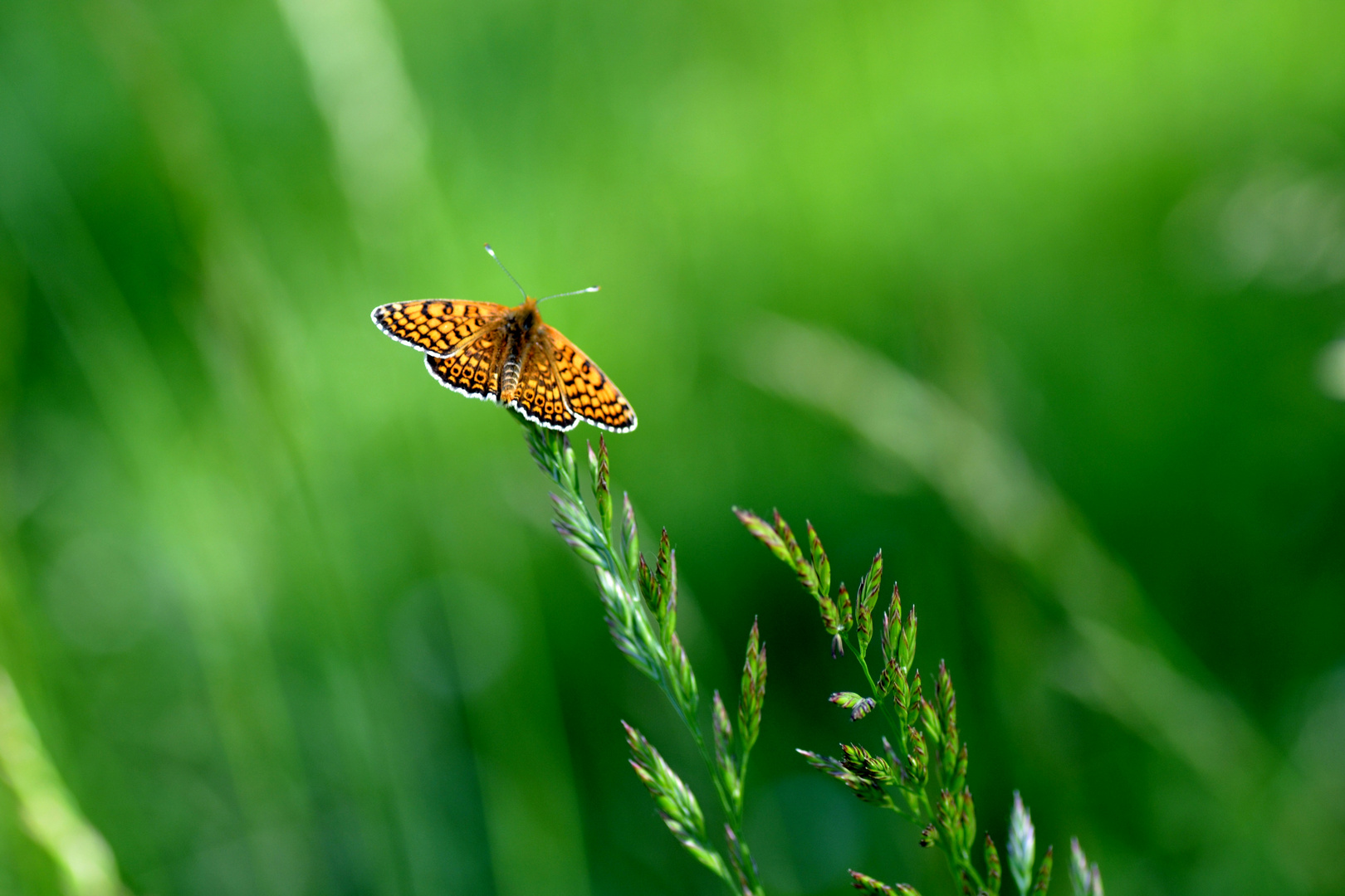 l'éveil du papillon