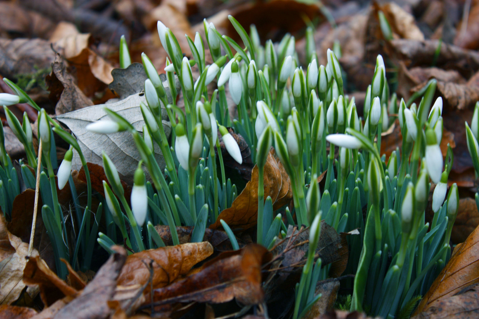 L'éveil du printemps