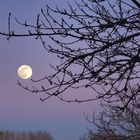 Lever de lune à l’heure bleue