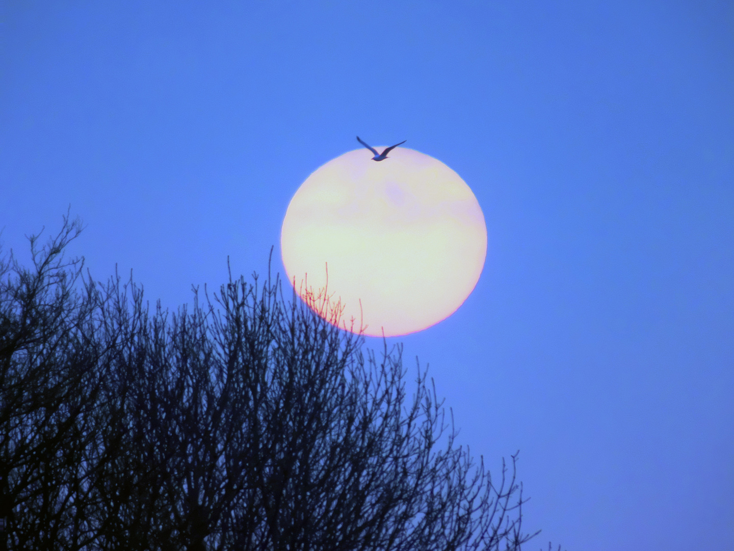 Lever de lune en fin d'automne sur le Cotentin